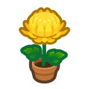 Yellow Mum Plant