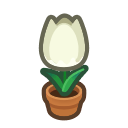 Planta de tulipán blanco