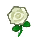 White Rose Plant