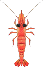 Sweet Shrimp Animal Crossing New Horizons | ACNH Critter - Nookmall