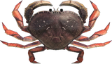 Dungeness Crab Animal Crossing New Horizons | ACNH Critter - Nookmall