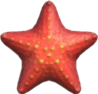 Sea Star Animal Crossing New Horizons | ACNH Critter - Nookmall