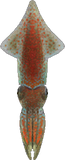 Firefly Squid Animal Crossing New Horizons | ACNH Critter - Nookmall