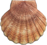 Scallop Animal Crossing New Horizons | ACNH Critter - Nookmall