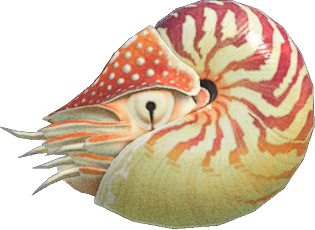 Chambered Nautilus Animal Crossing New Horizons | ACNH Critter - Nookmall