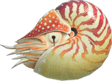 Chambered Nautilus Animal Crossing New Horizons | ACNH Critter - Nookmall
