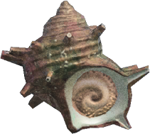 Turban Shell Animal Crossing New Horizons | ACNH Critter - Nookmall