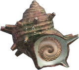 Turban Shell Animal Crossing New Horizons | ACNH Critter - Nookmall