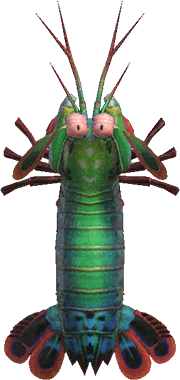 Mantis Shrimp Animal Crossing New Horizons | ACNH Critter - Nookmall