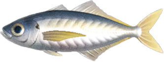 Horse Mackerel Animal Crossing New Horizons | ACNH Critter - Nookmall