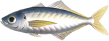 Horse Mackerel Animal Crossing New Horizons | ACNH Critter - Nookmall