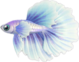 Betta Animal Crossing New Horizons | ACNH Critter - Nookmall