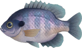 Bluegill Animal Crossing New Horizons | ACNH Critter - Nookmall