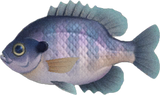 Bluegill Animal Crossing New Horizons | ACNH Critter - Nookmall