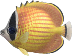 Butterfly Fish Animal Crossing New Horizons | ACNH Critter - Nookmall