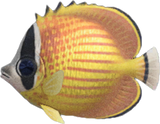 Butterfly Fish Animal Crossing New Horizons | ACNH Critter - Nookmall