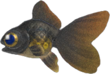 Pop-Eyed Goldfish Animal Crossing New Horizons | ACNH Critter - Nookmall