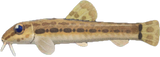 Loach Animal Crossing New Horizons | ACNH Critter - Nookmall