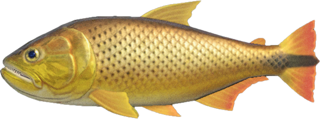 Dorado Animal Crossing New Horizons | ACNH Critter - Nookmall
