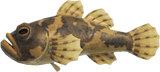 Freshwater Goby Animal Crossing New Horizons | ACNH Critter - Nookmall