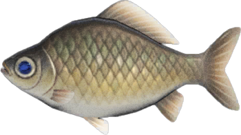 Crucian Carp Animal Crossing New Horizons | ACNH Critter - Nookmall