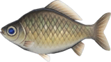 Crucian Carp Animal Crossing New Horizons | ACNH Critter - Nookmall