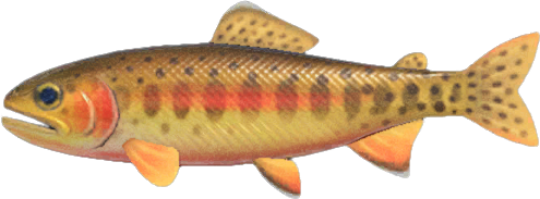 Golden Trout Animal Crossing New Horizons | ACNH Critter - Nookmall