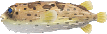 Puffer Fish Animal Crossing New Horizons | ACNH Critter - Nookmall