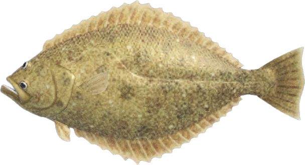 Olive Flounder Animal Crossing New Horizons | ACNH Critter - Nookmall