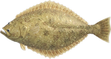 Olive Flounder Animal Crossing New Horizons | ACNH Critter - Nookmall