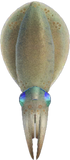 Squid Animal Crossing New Horizons | ACNH Critter - Nookmall