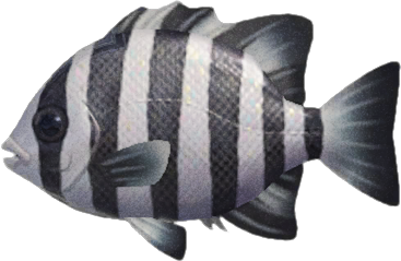 Barred Knifejaw Animal Crossing New Horizons | ACNH Critter - Nookmall