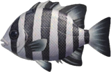 Barred Knifejaw Animal Crossing New Horizons | ACNH Critter - Nookmall