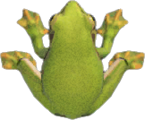 Frog Animal Crossing New Horizons | ACNH Critter - Nookmall