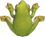 Frog Animal Crossing New Horizons | ACNH Critter - Nookmall