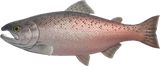 King Salmon Animal Crossing New Horizons | ACNH Critter - Nookmall