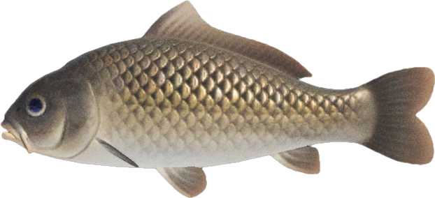 Carp Animal Crossing New Horizons | ACNH Critter - Nookmall