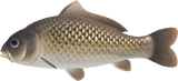 Carp Animal Crossing New Horizons | ACNH Critter - Nookmall