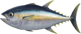 Tuna Animal Crossing New Horizons | ACNH Critter - Nookmall