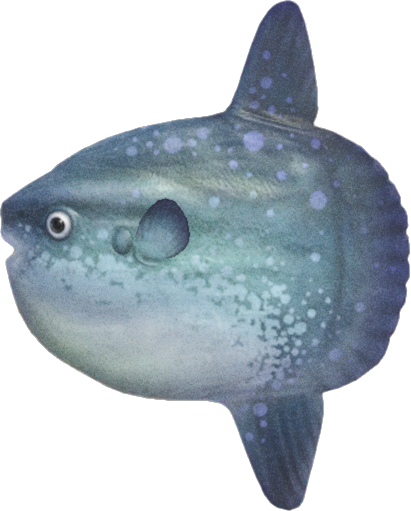Ocean Sunfish Animal Crossing New Horizons | ACNH Critter - Nookmall