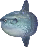 Ocean Sunfish Animal Crossing New Horizons | ACNH Critter - Nookmall