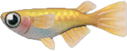 Killifish Animal Crossing New Horizons | ACNH Critter - Nookmall