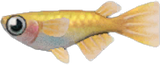 Killifish Animal Crossing New Horizons | ACNH Critter - Nookmall