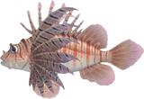 Zebra Turkeyfish Animal Crossing New Horizons | ACNH Critter - Nookmall