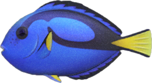 Surgeonfish Animal Crossing New Horizons | ACNH Critter - Nookmall