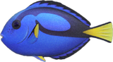 Surgeonfish Animal Crossing New Horizons | ACNH Critter - Nookmall