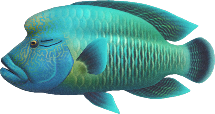 Napoleonfish Animal Crossing New Horizons | ACNH Critter - Nookmall