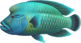 Napoleonfish Animal Crossing New Horizons | ACNH Critter - Nookmall
