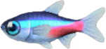 Neon Tetra Animal Crossing New Horizons | ACNH Critter - Nookmall