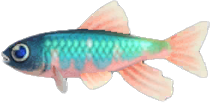 Pale Chub Animal Crossing New Horizons | ACNH Critter - Nookmall